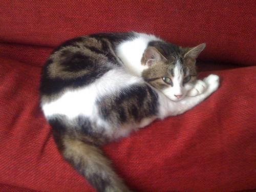 pepette la doyenne de mes chats